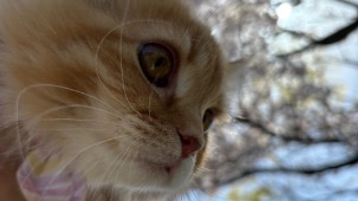 ありがとうございます