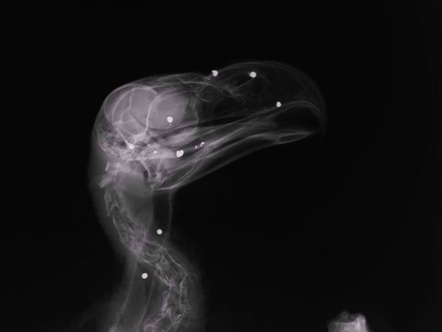 鉛散弾に被弾したオオワシ　終生飼育となった者にも活躍の場を！