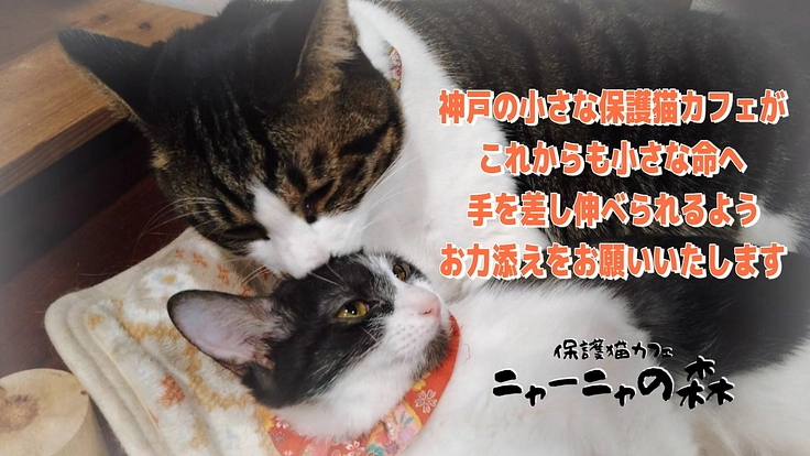 神戸岡本の小さな保護猫カフェの危機、保護猫たちの居場所を守りたい!