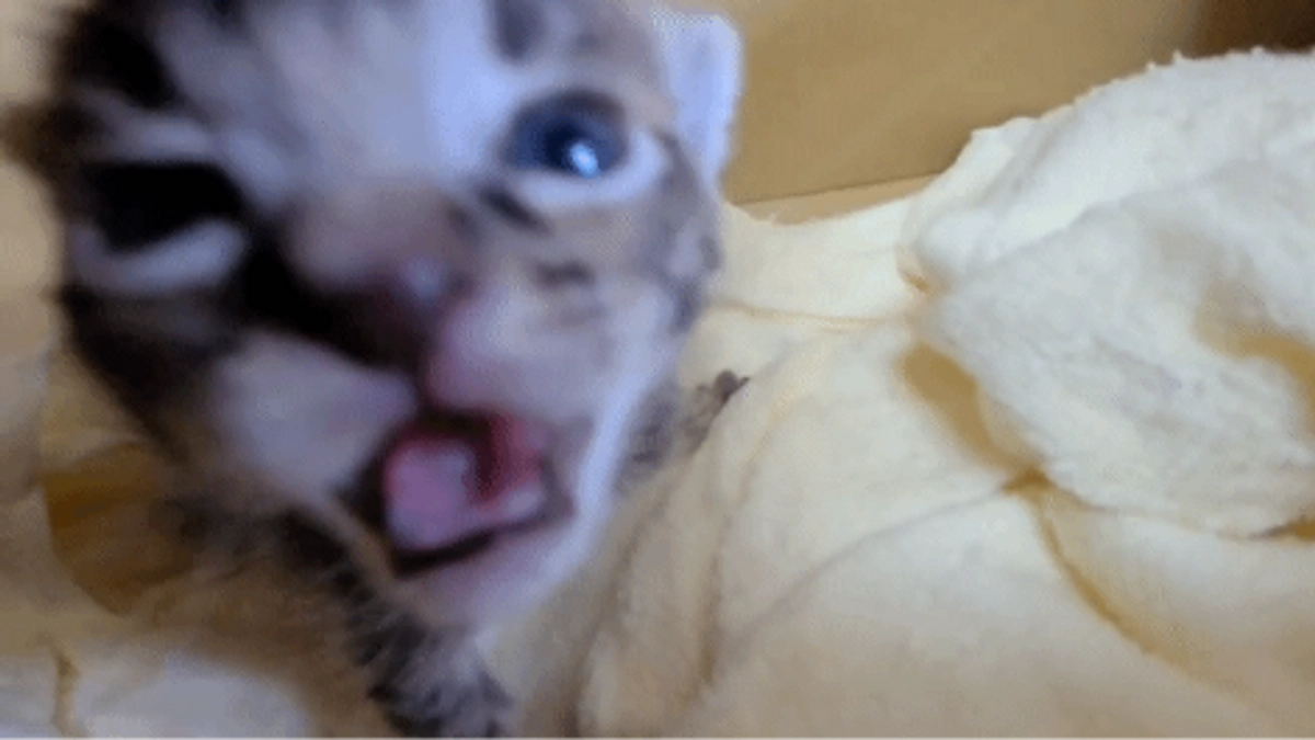 名前案募集中‼　生後10日ほどの小さな子猫を保護しました‼