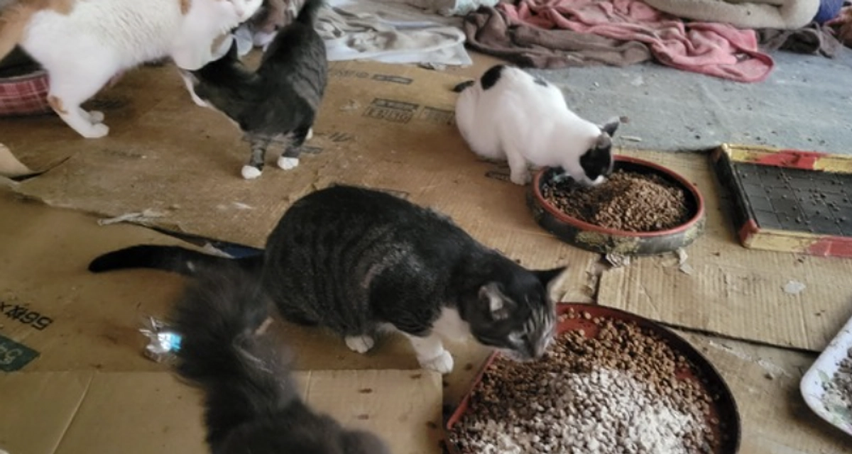 【終了まであと9日！】山に置き去りにされたねこ達のお話。