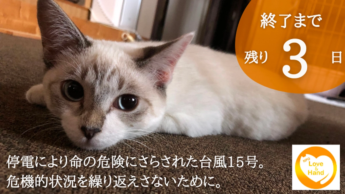クラファン終了まで残り3日！　応援コメントのご紹介第二弾　｜　シェルターの猫紹介