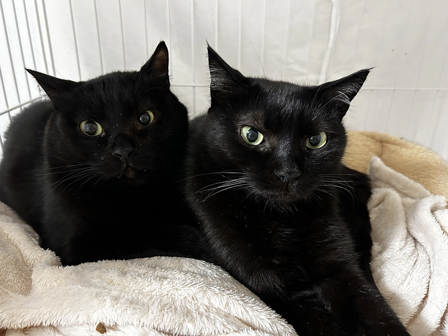 今月の推しニャン！