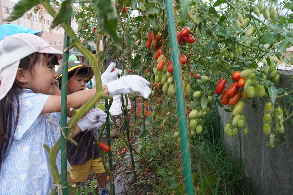 なでしこキッズクラブの園児たちが「済生会農園そらし～ど」で収穫体験！
