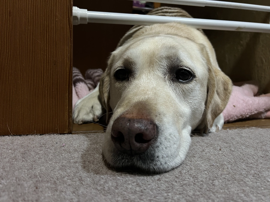 馬たちのいる岐阜でワンダーと友達になりました！