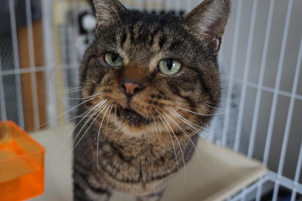 多頭出身・しつけいと♂《「口腔ケア」クラウドファンディング》その後