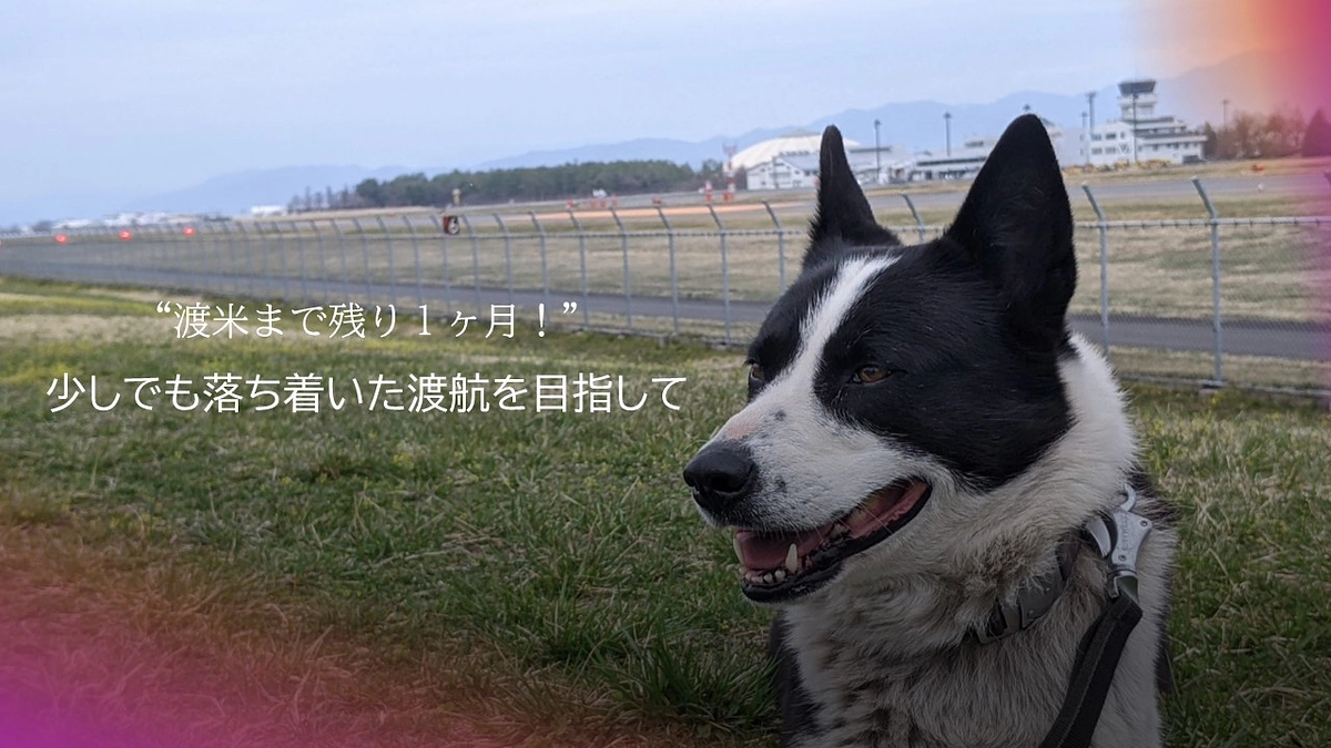 渡米まであと１か月！　少しでも落ち着いた渡航を目指して