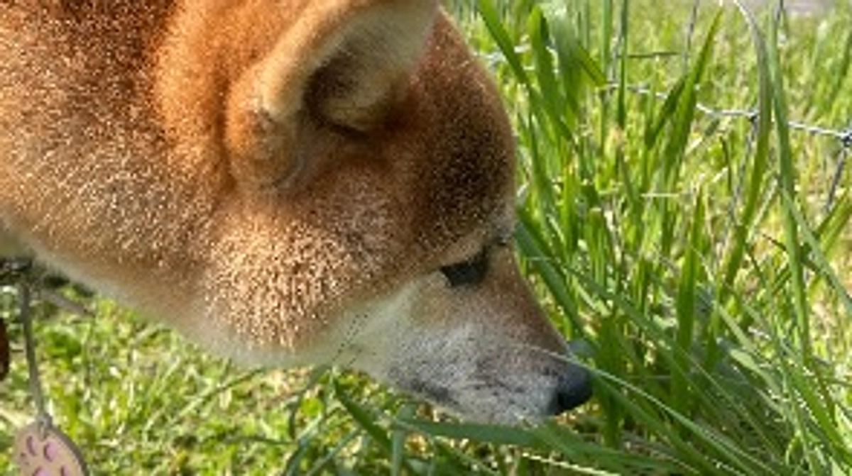 【ご支援がドッグラン制作に繋がります】ヤングからシニアまで安全なドッグランはとっても重要