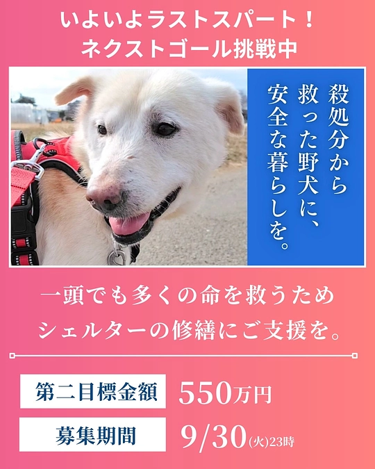 【370万円達成！感謝】たくさんの応援コメントありがとうございます！