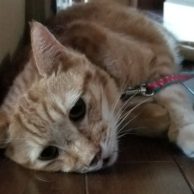 チャー意識なくなりました。