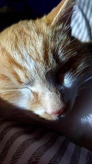 去勢、避妊手術終了のお知らせ。