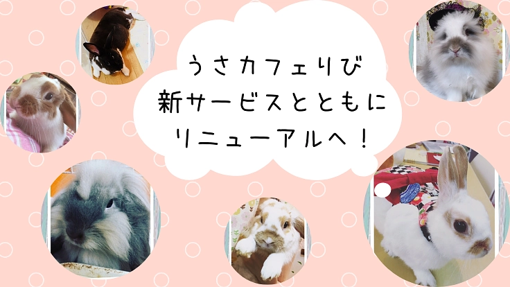 うさぎ好きのための総合ショップへ！うさカフェりびリニューアル