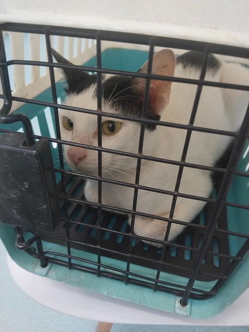 【ご支援ありがとうございました！】猫の「アリス」と「チャパ」