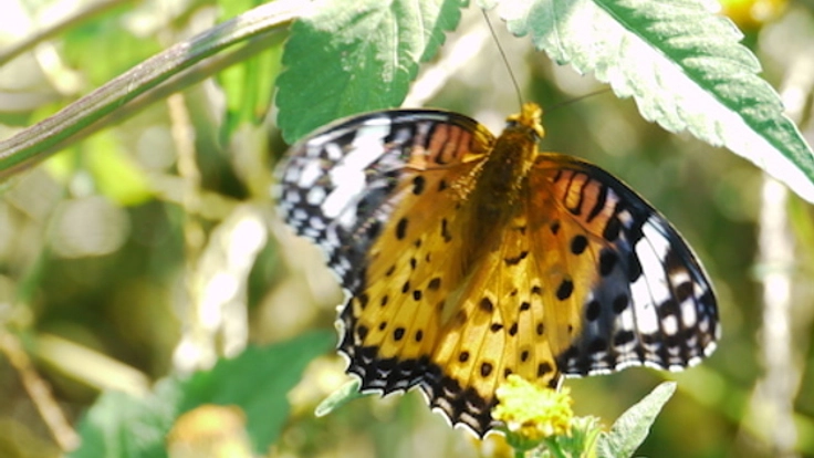 人間にとって必要な存在である昆虫と家族になれる絵本を作りたい