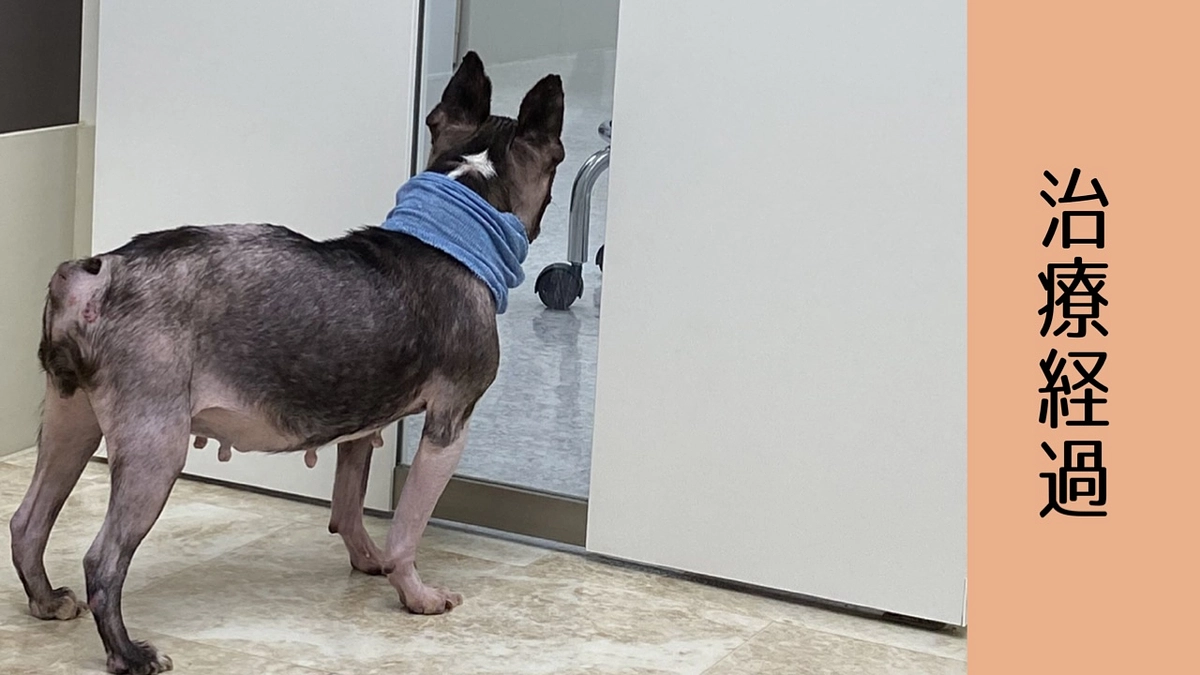 ももちゃん治療経過🍑