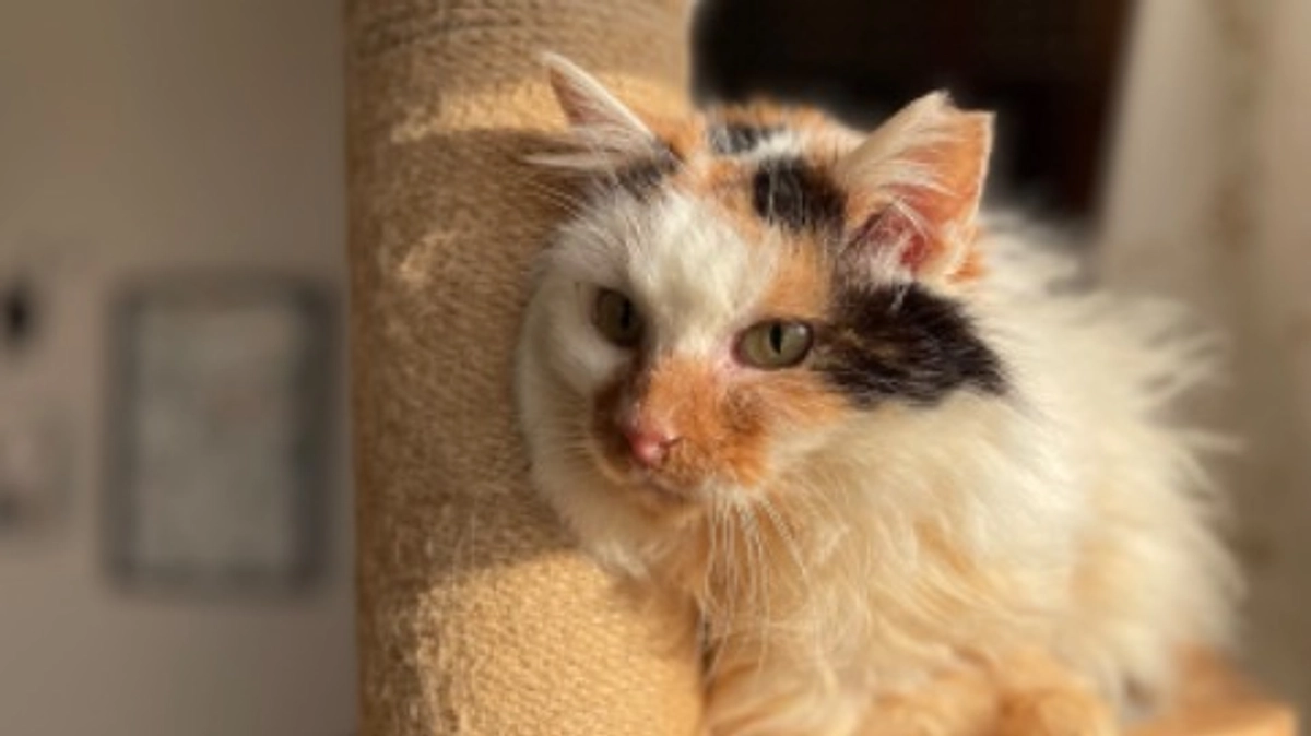 目標達成とトップを飾ってくれた猫のこと