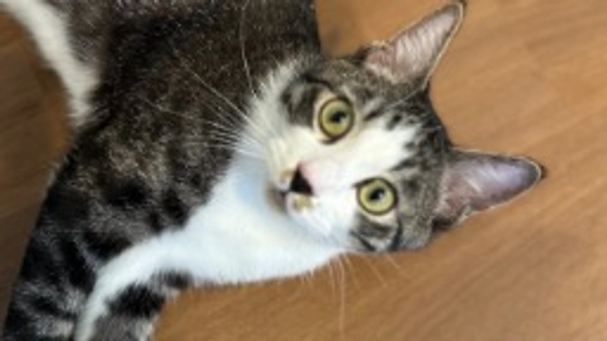 FIPについて思うこと