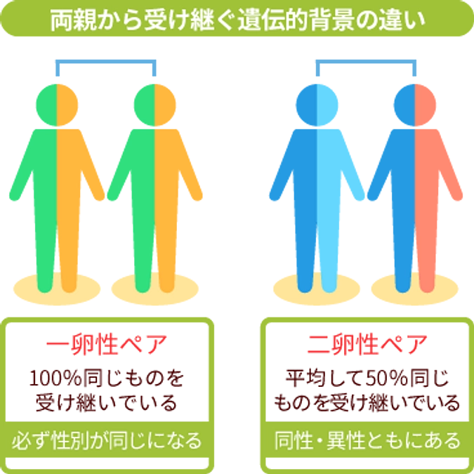 【コラム】一卵性双生児と二卵性双生児