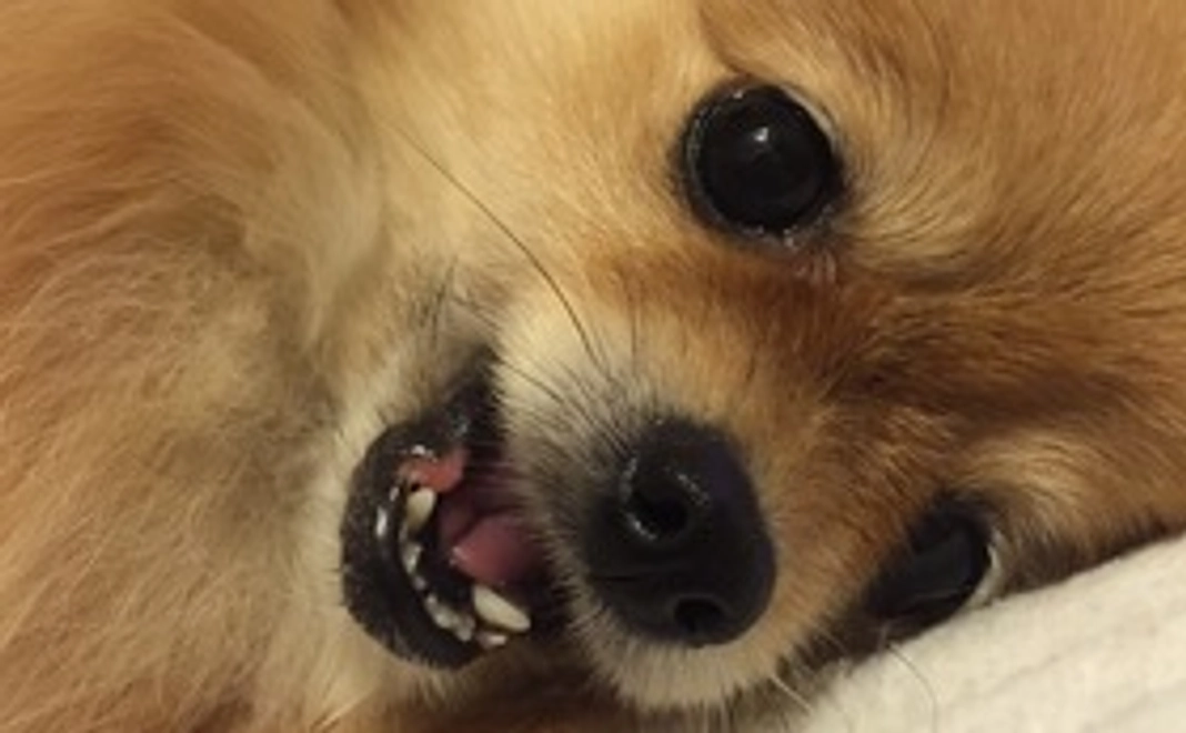 ご支援ありがとうございますリターンなし