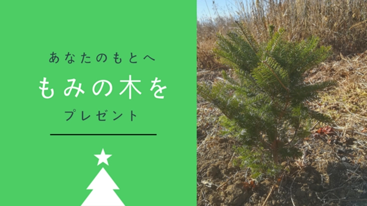 10年以上手つかずだった、山梨県甲州市の耕作放棄地にもみの木を