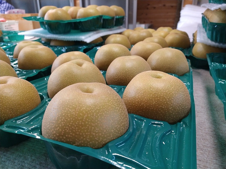 クラファンリターン　重田辰雄梨園の梨選体験