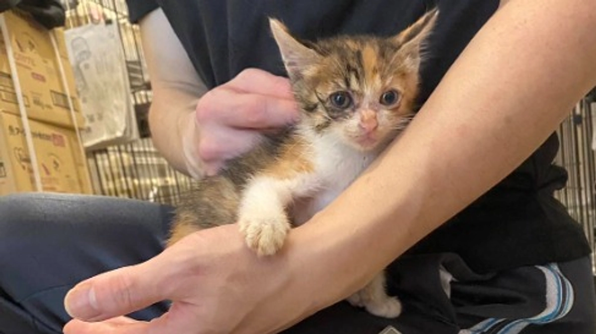 里親さんへ繋ぐ預り