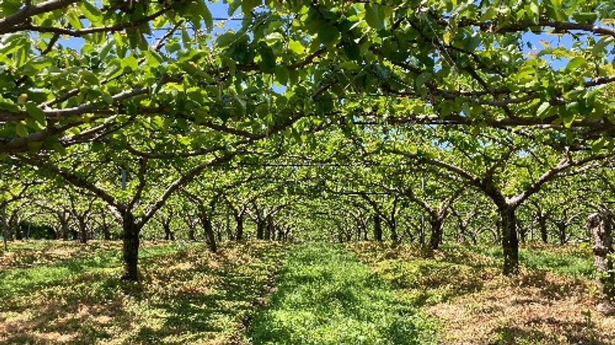【あと12日】梨、繁忙期入りました。（＋うちの梨たち紹介）