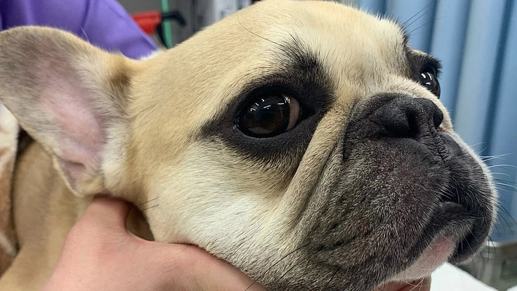 譲渡犬 愛犬ちくわくん(フレンチブルドッグ・3歳)助けて下さい