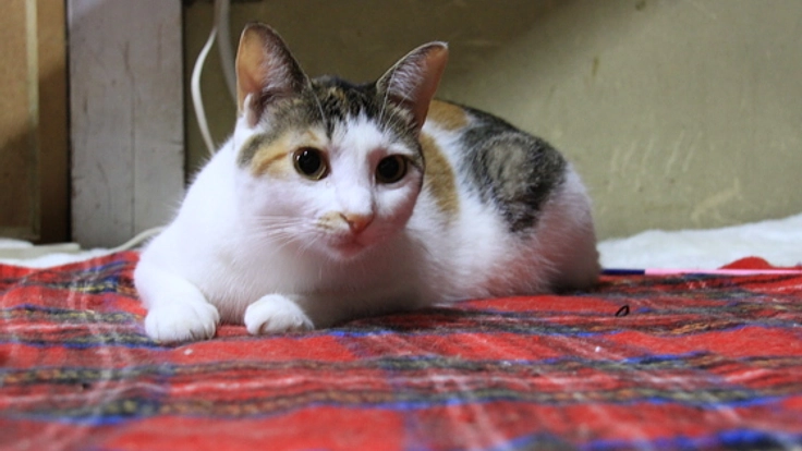 ねこのTNR活動を継続するため、道具を購入したい！