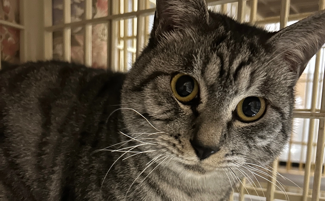 マンスリー応援3000円コース