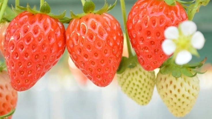 春から家族で新規就農！十勝産イチゴのおいしさを広めたい！