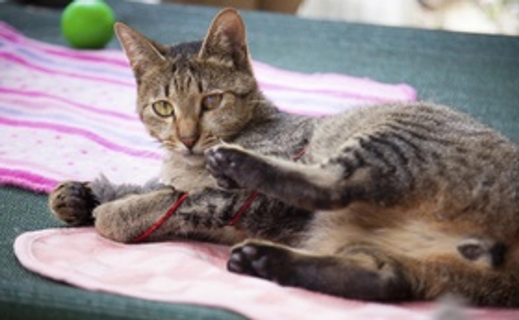 サンキューメール