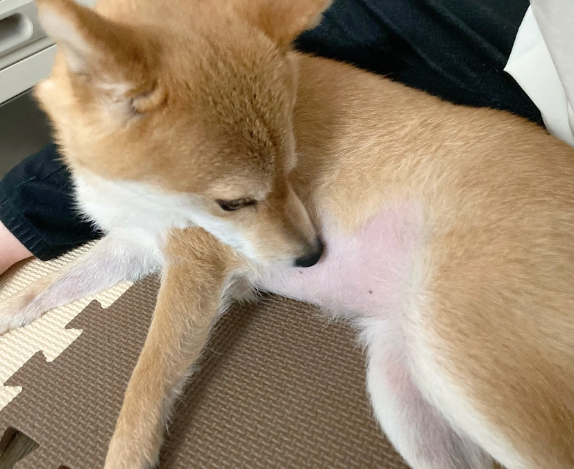 お腹の毛が気になる様子…【あと9日】