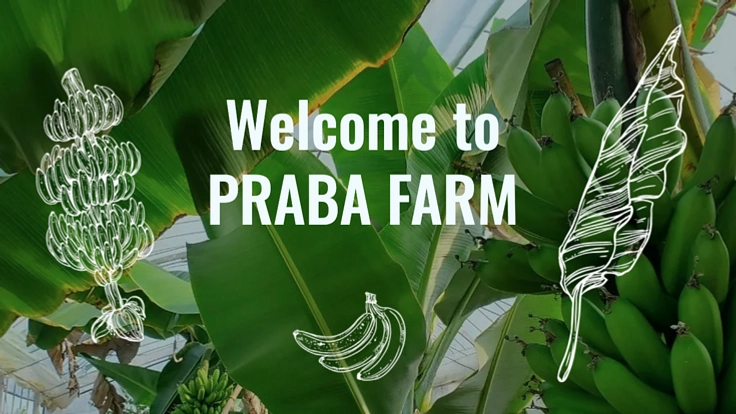 国産バナナリトリートをつくりたい！宮崎木崎浜側で新しい農のカタチを