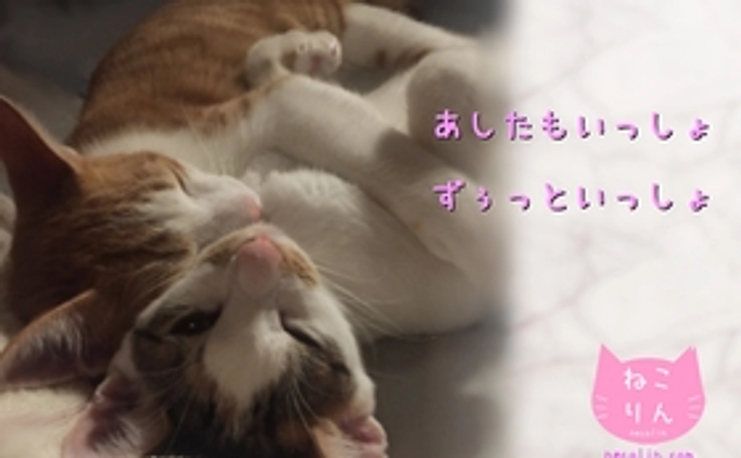 【1500円応援コース】応援ありがとうニャン！（オリジナルポストカード：あしたも）