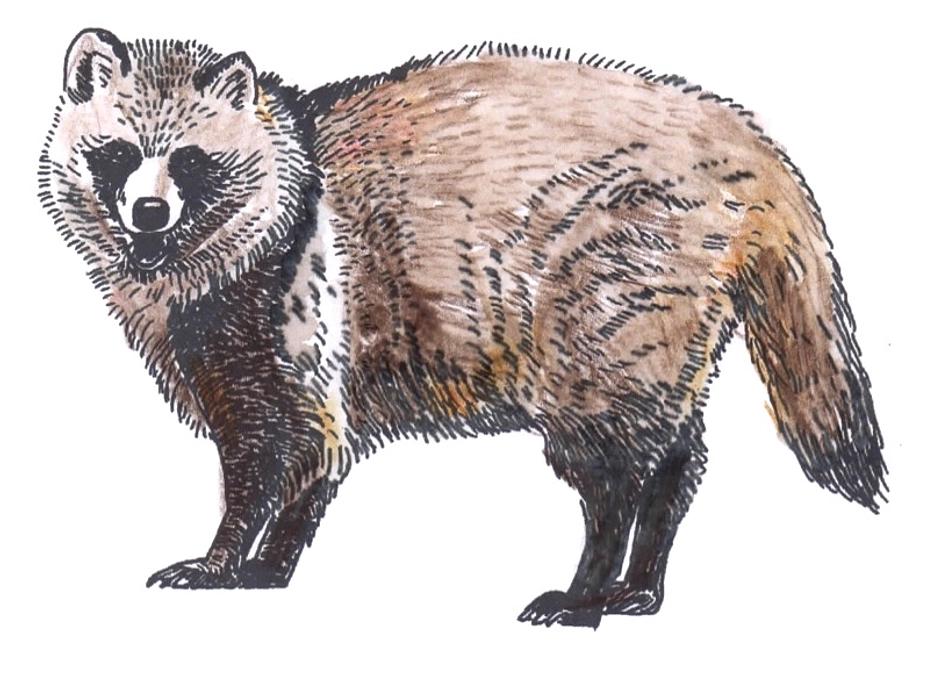 はけのたぬきさん｜「はけと野川の文化祭」直前！クラファン達成率80％超えました！