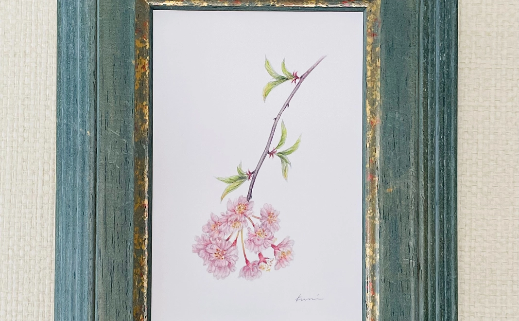 書籍SAKURA 京都を彩る日本の桜ボタニカルアート画集3部作の出版を応援します！＜プラチナ＞