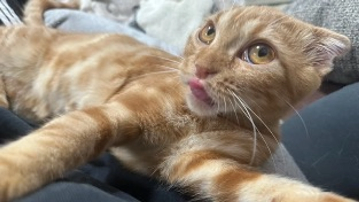 主の上でくつろぐふう