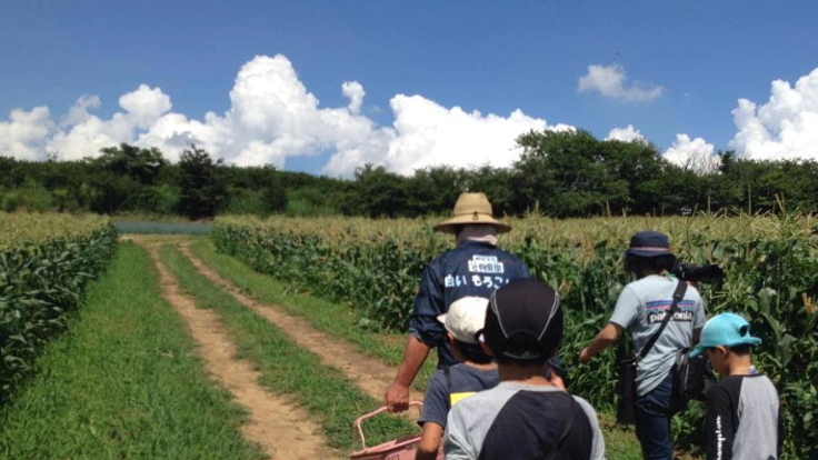 耕作放棄地を再生して、白いとうもろこしの畑を作りたい!