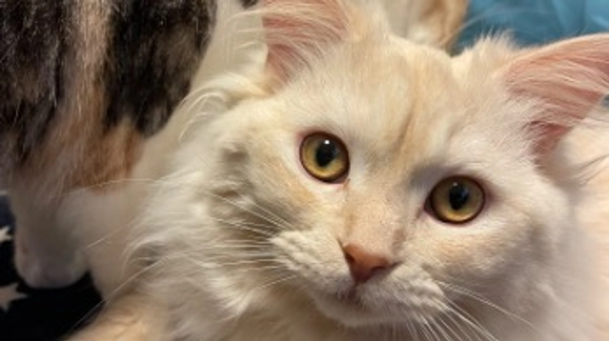 今日のトキ☔️