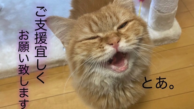 一度は諦められた命。難病【FIP】と闘う保護猫の命を繋ぎたい