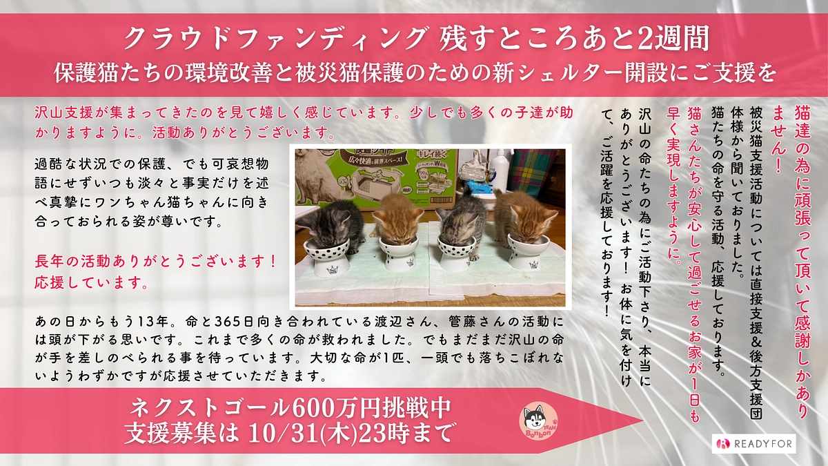 終了まで残り2週間｜猫たちがより快適に過ごすための設備拡充にむけて