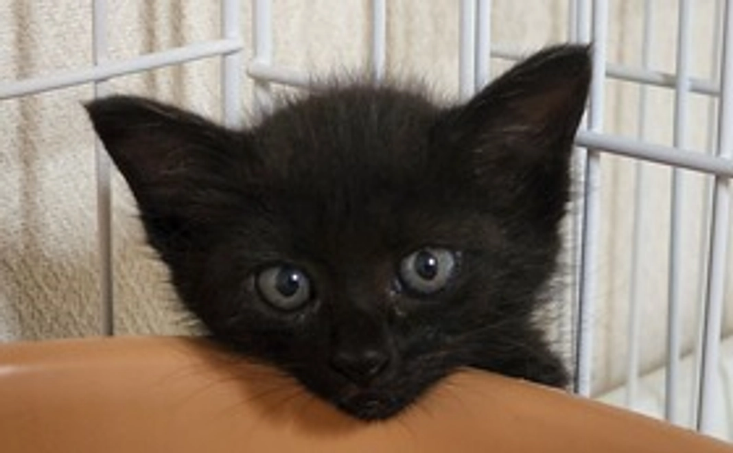 毎月１０００円の応援