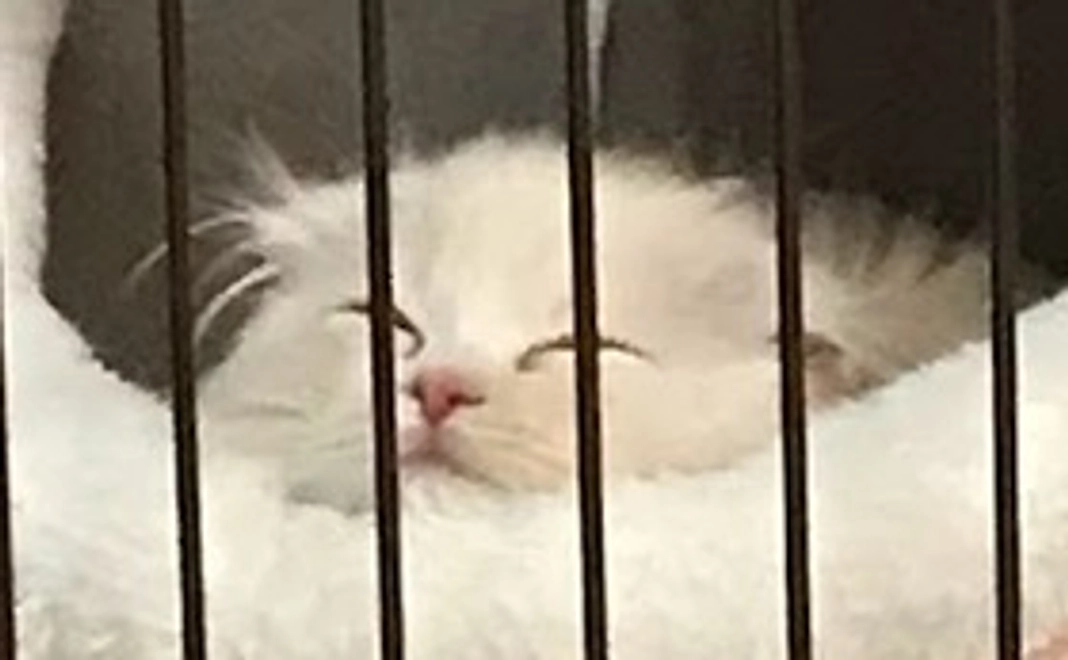 感謝のメール①（画像付き）