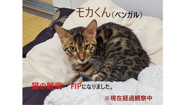 FIP(猫伝染性腹膜炎)の投薬が終了し経過観察に入りました。