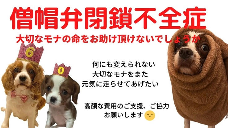 【手術出来なければ余命わずか】僧帽弁閉鎖不全症のモナの命を助けたい