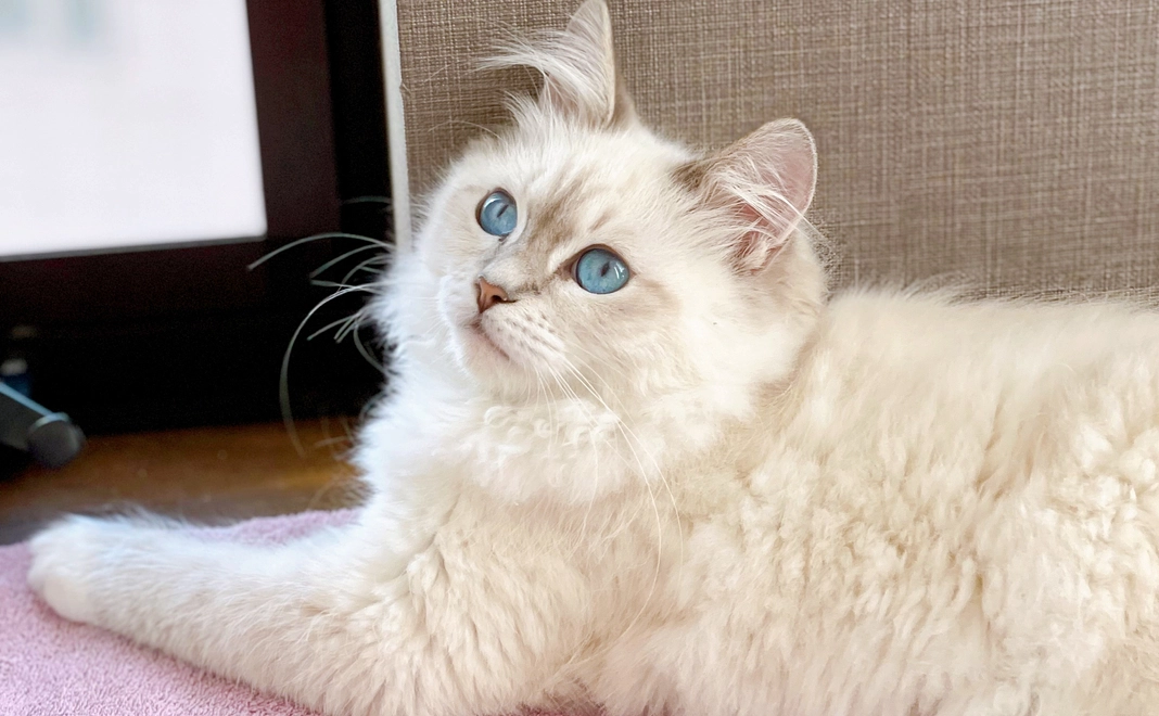 ヴァロへ応援3,000円