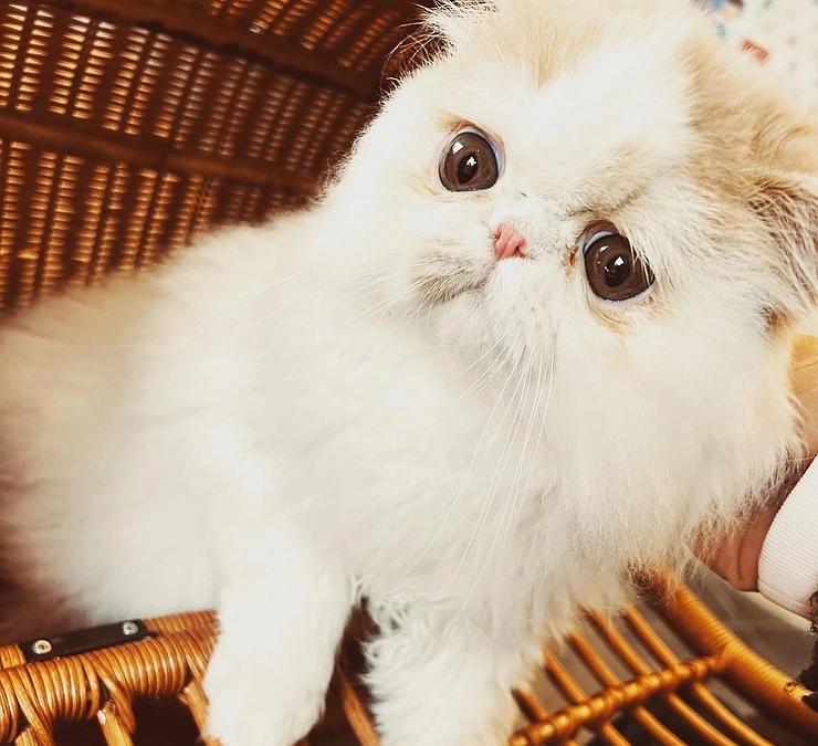 コハクくん本当に頑張ってくれて元気です！