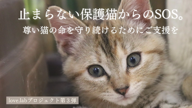 止まらない保護猫からのSOS。尊い猫の命を守り続けるためにご支援を