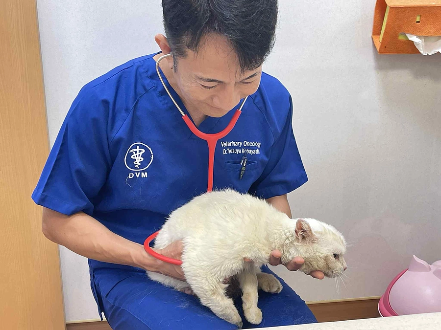あなたの支援が、この命を救った。──左耳を失った白猫レオナールちゃん、がん治療へ